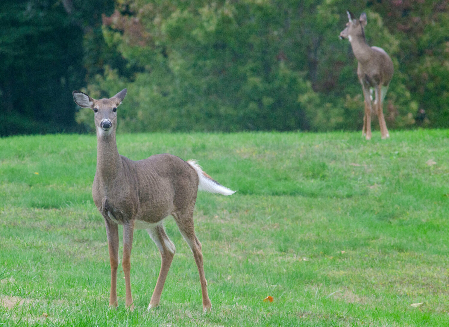 permits-go-on-sale-for-deer-hunting-in-bristol-season-begins-in